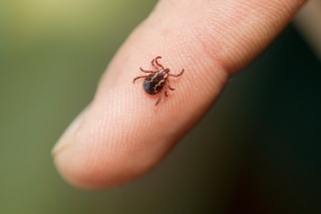 Zeckenprophylaxe beim Pferd